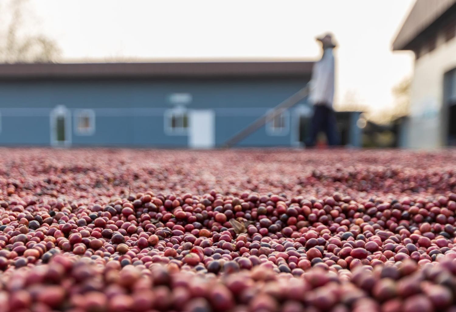 coffee beans drying sun coffee plantations coffee farm