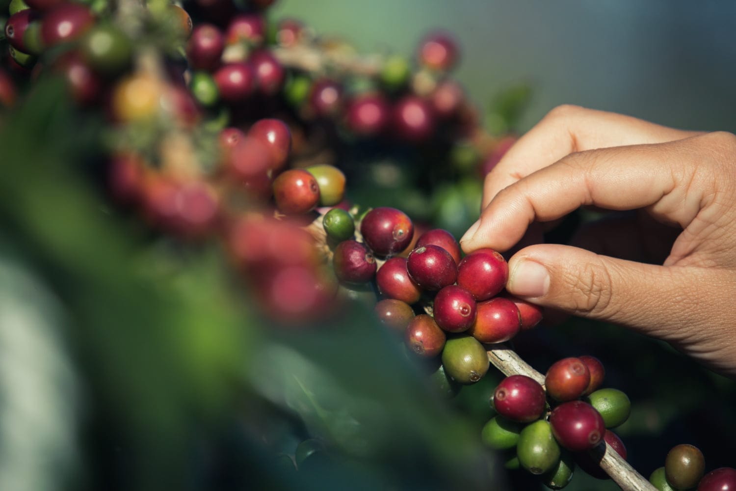 hands that are picking coffee beans from coffee tree